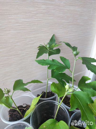 Гибискус сирийский Лавандер Шифон