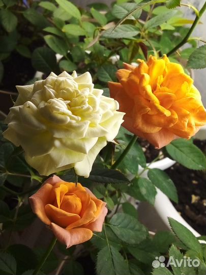 Роза комнатная