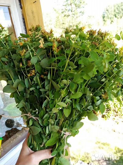 Зверобой, чага цикорий, брусника,мята и другие