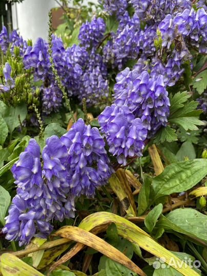 Аконит или борец