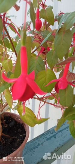 Фуксия сорт Маринка