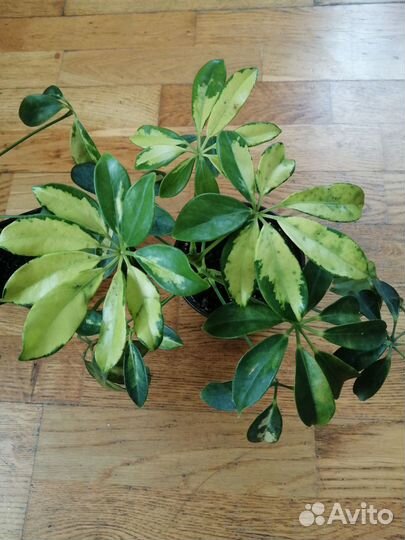 Шефлера вариегатная