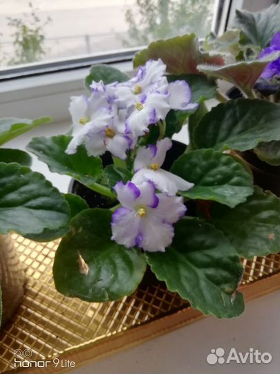 Цветущие фиалки