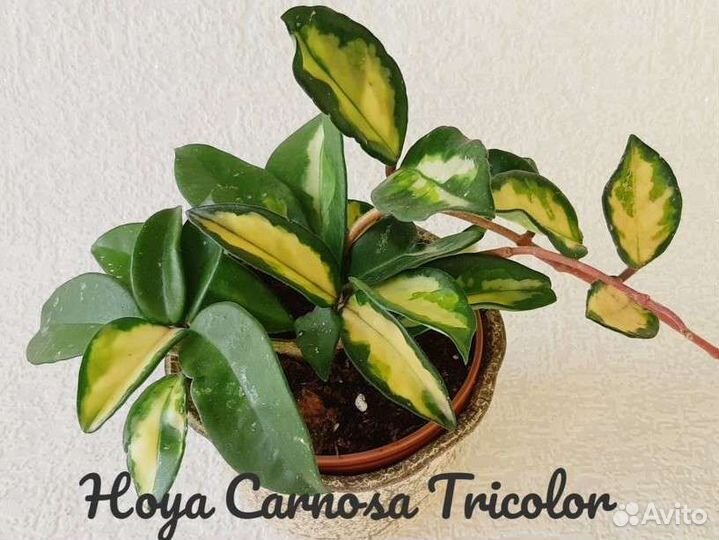 Хойи и дисхидии