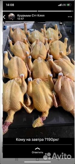 Куры бройлеры тушки мясо