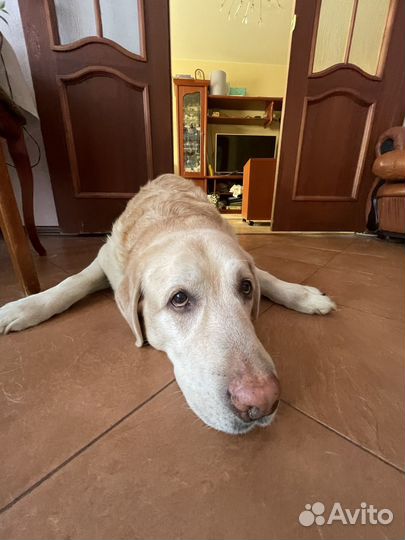 Выгул собак