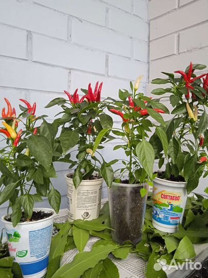 Острые комнатные перчики