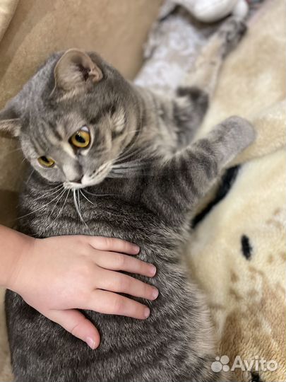Отдам кошку в добрые руки