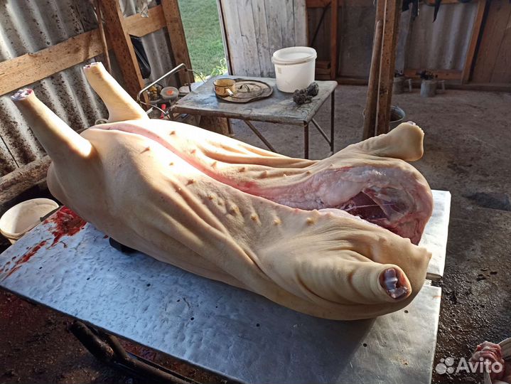 Мясо свинина из деревни