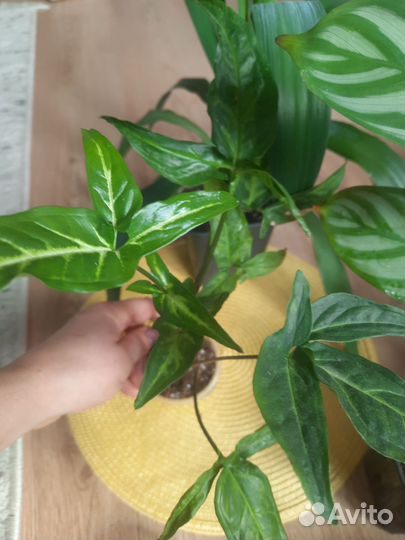 Комнатные цветы