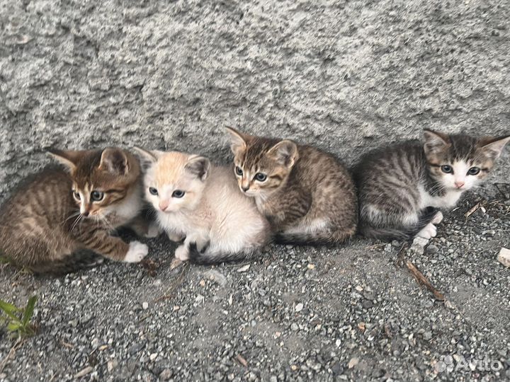 Котята в добрые руки бесплатно