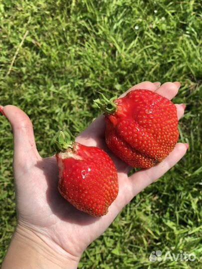 Клубника сортовая, усы