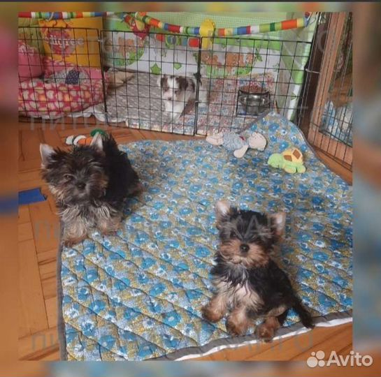 Щенок йорка и бивер