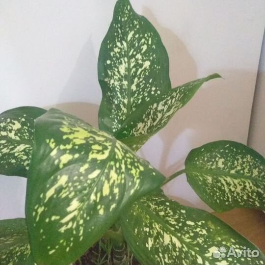 Диффенбахия