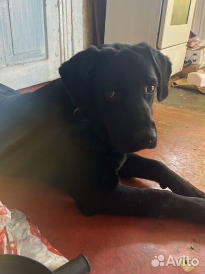 Найден лабрадор