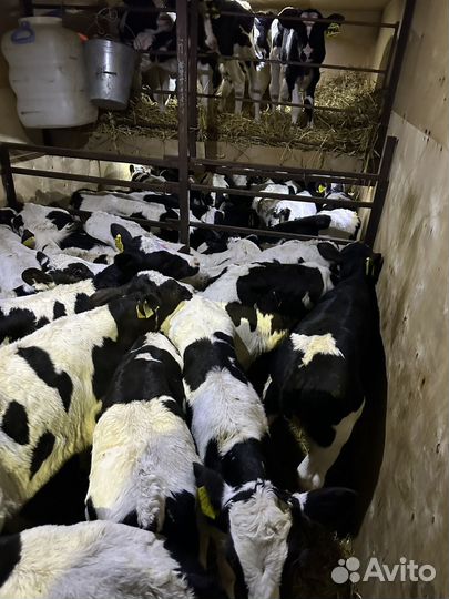 Телята бычки