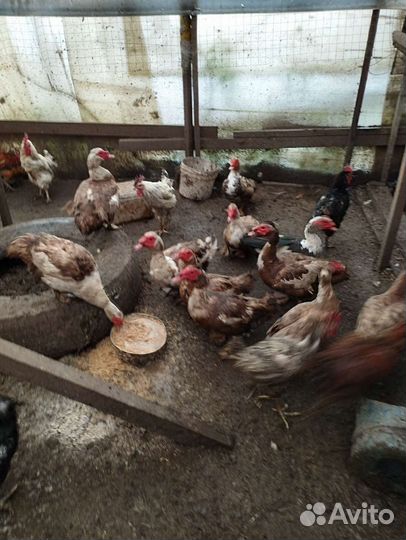 Петухи, Куры, Утки, Гуси, Индоутки, Голуби