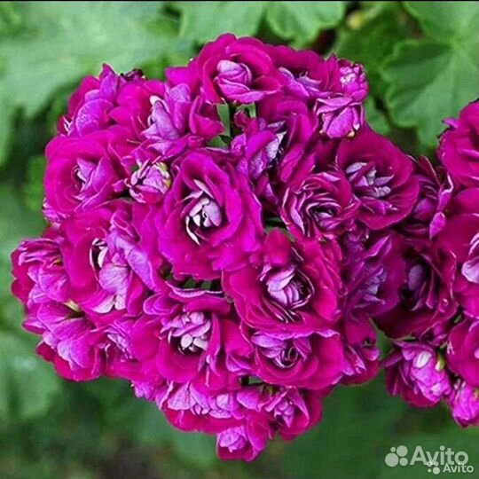 Пеларгония(герань) Plum Rambler rosebud