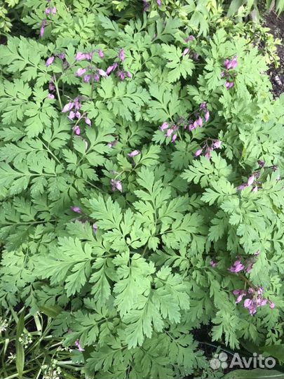 Флоксы, купена и другие растения