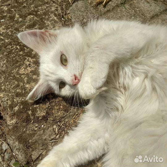 Белоснежный котик