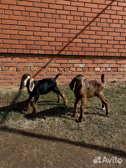 Козлики Камори-Нубийские