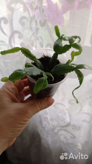 Зигокактус (декабрист)