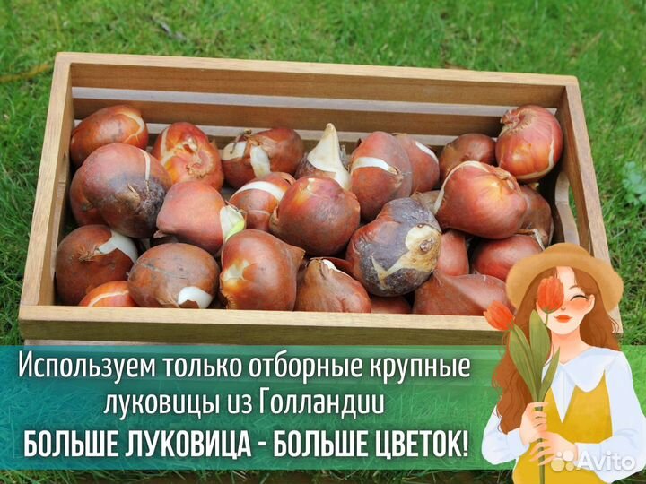 Тюльпаны оптом от производителя