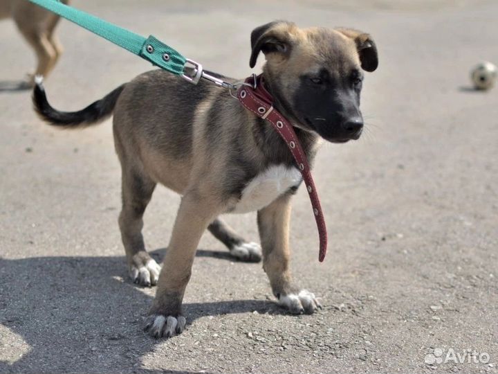 Малышка в приюте