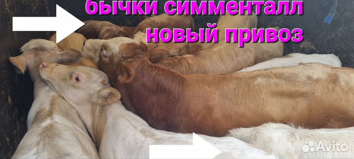 Бычки телята симментал