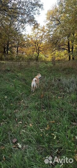 Вязка лайка кобель