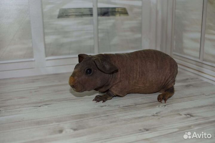 Морские свинки