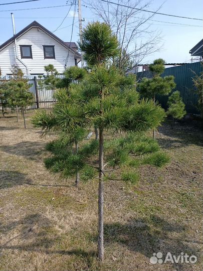 Сосна обыкновенная