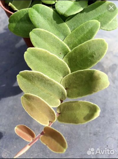 Растения для флорариума- террариума