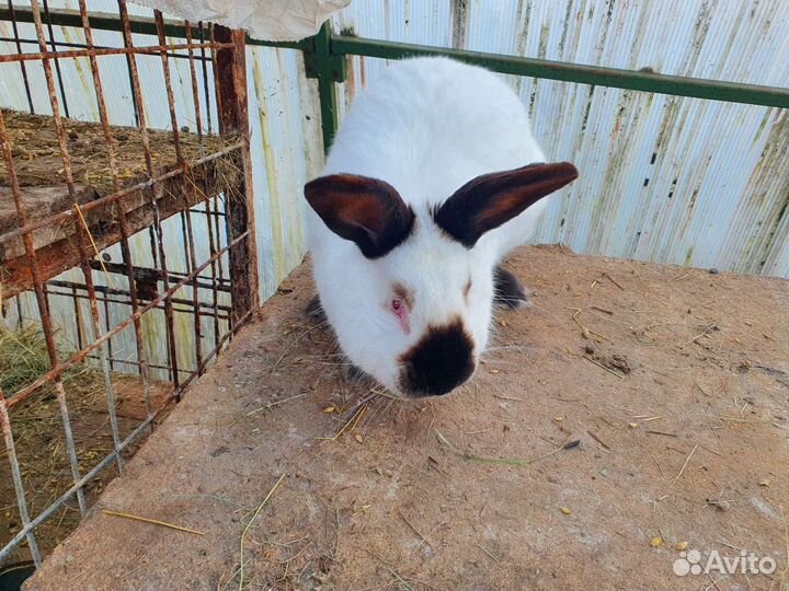 Продаются кролики