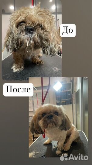 Груминг собак с выездом на дом