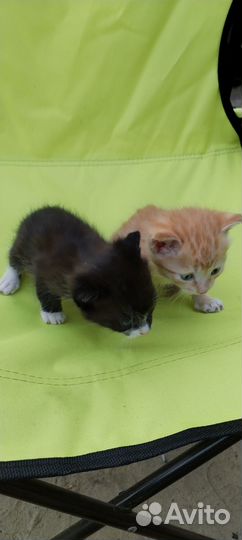 Котята отдам бесплатно