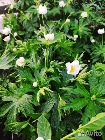 Анемона, ветреница лесная