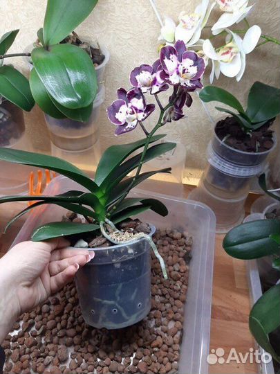 Фаленопсис редкость