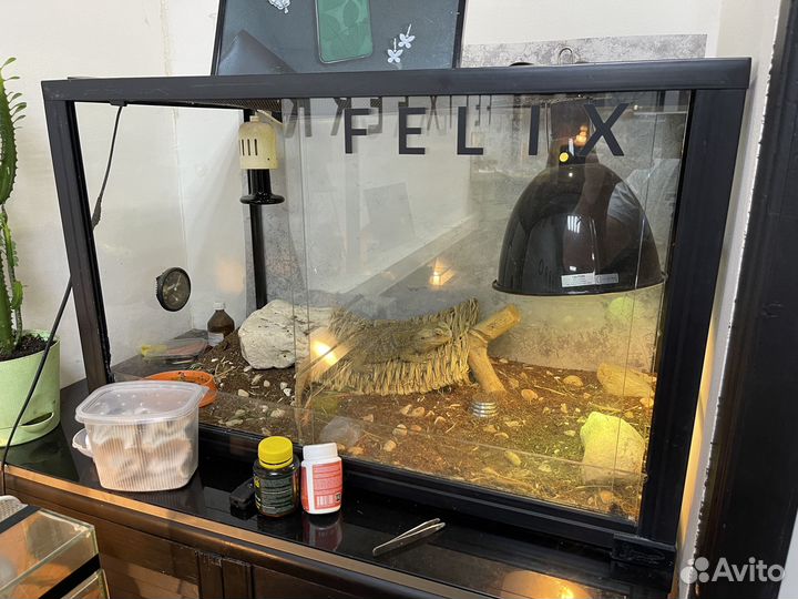 Бородатая агама с террариумом