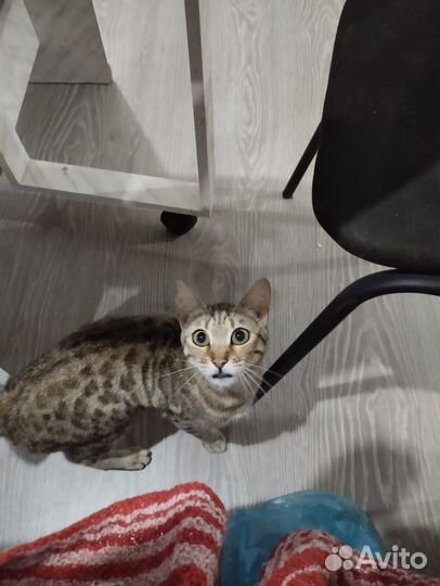Кошка в дар бесплатно
