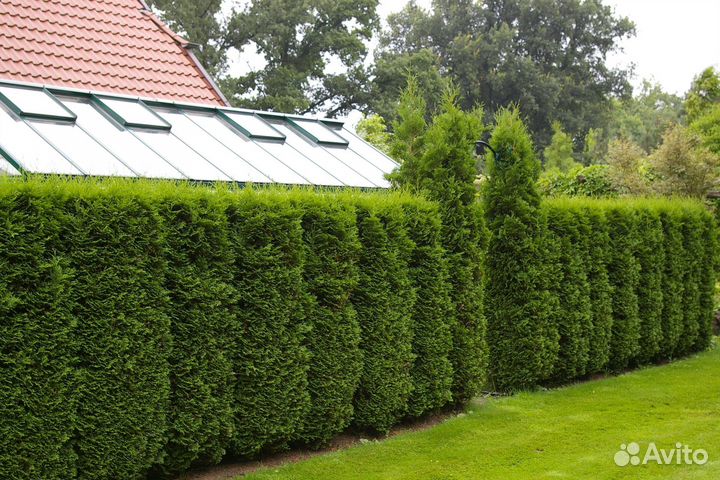 Туя смарагд