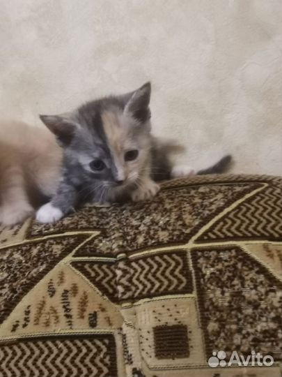 Котенок бесплатно
