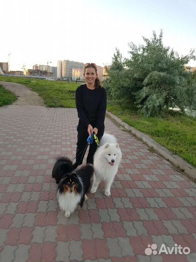 Выгул собак