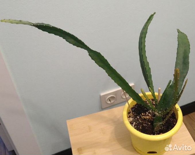 Питахайя - драконий фрукт