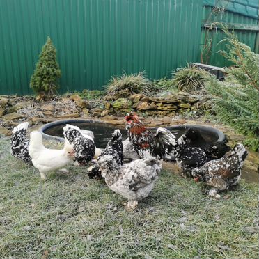Инкубационное яйцо породистых карликовых курочек