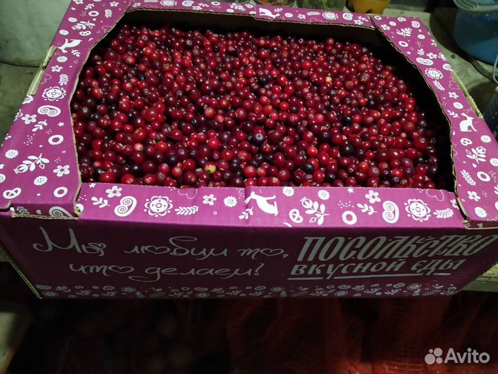 Клюква свежая