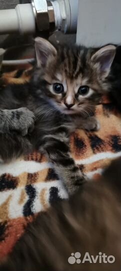 Котята девочки (1.5 мес.)