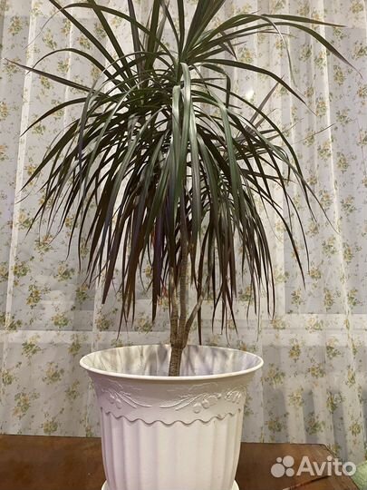 Пальма драцена