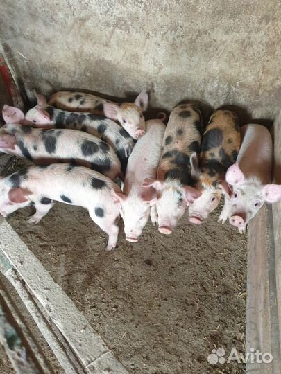 Поросят всегда есть в н-л ландрас-крупно-белая.п+д