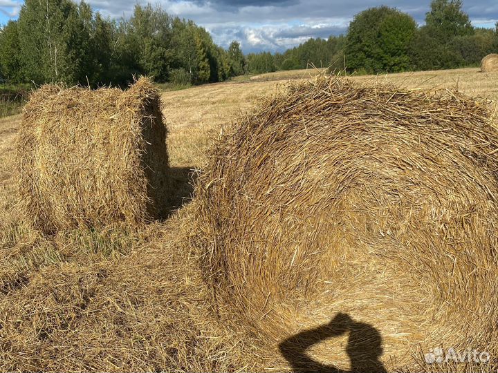 Солома овсяная и пшеничная доставка